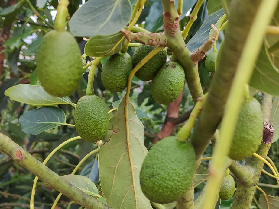 再识牛油果