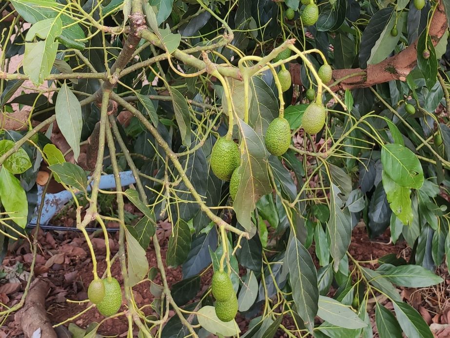 再识牛油果