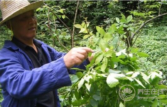 一段简单的降糖经历，用树叶泡水喝，花钱少效果好