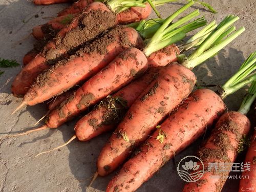 节后多吃3种食物，有助清光体内毒素