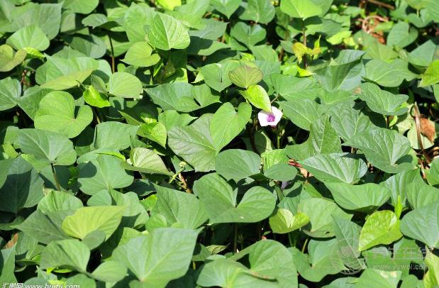 4月份，养肝补血应该多吃3种野菜