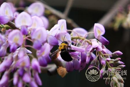 紫色槐花可以吃吗?