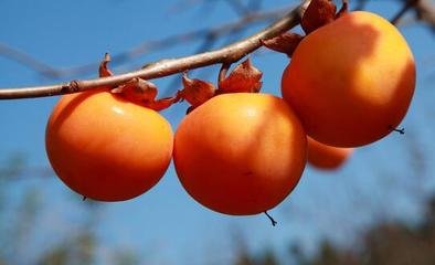 柿子和山楂这两种食物是否可以一起吃